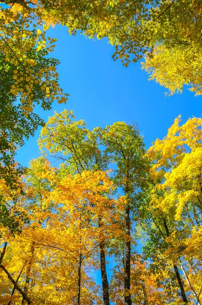 Belles Feuilles Automne Lumineuses Dans Parc — Photo