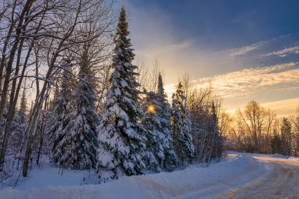 Paisaje Invernal Árboles Cubiertos Nieve Escena Del Amanecer Fotografía Horizontal — Foto de Stock