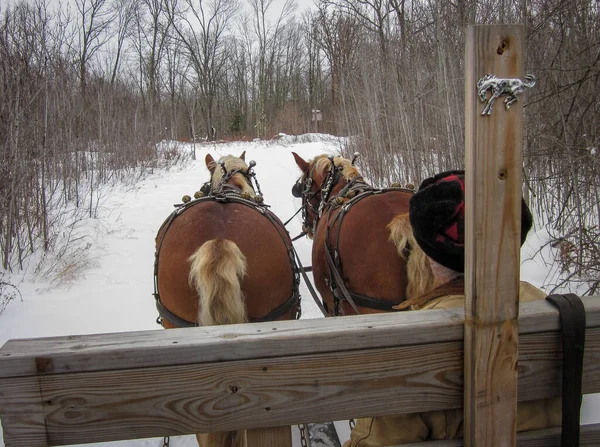 Paseo Trineo Por Bosque Transporte Invierno Tirado Por Dos Caballos — Foto de Stock