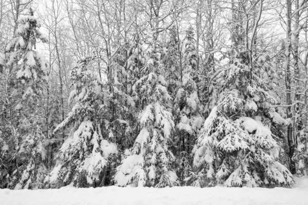 Neve Che Cade Sugli Alberi Margini Dei Boschi Alberi Innevati — Foto Stock