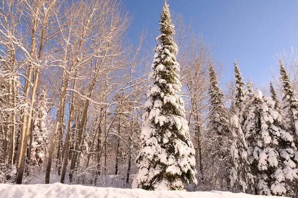 Árbol Siempreverde Alto Con Nieve Blanca Pesada Paisaje Invierno Árboles — Foto de Stock