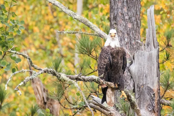 Pájaro Águila Blanca Sentado Árbol Muerto Mirando Alrededor —  Fotos de Stock