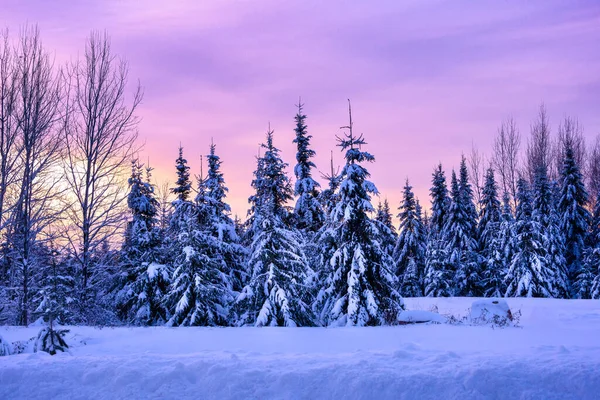 Winter sunrise. Snow covered evergreen trees. Horizontal landscape