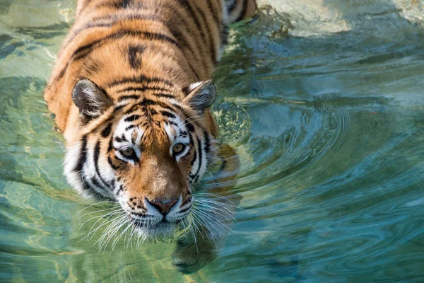 Siberian Tiger Swimming Water Animal Water Wildlife — Stock Photo, Image
