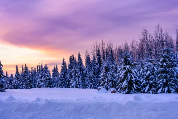 Amanecer Invierno Árboles Siempre Verdes Cubiertos Nieve Paisaje Horizontal — Foto de Stock