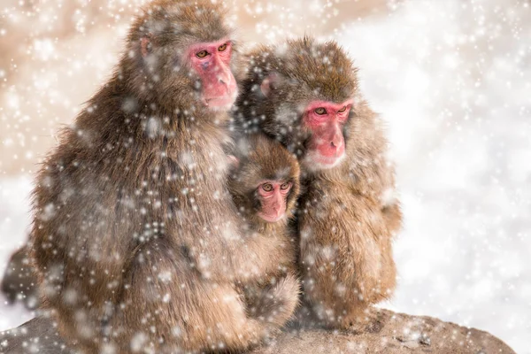 Primer Plano Vista Lindos Macacos Japoneses Nieve — Foto de Stock