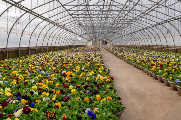 Coloridas Plantas Maceta Con Flores Primavera Invernadero Horizontal — Foto de Stock