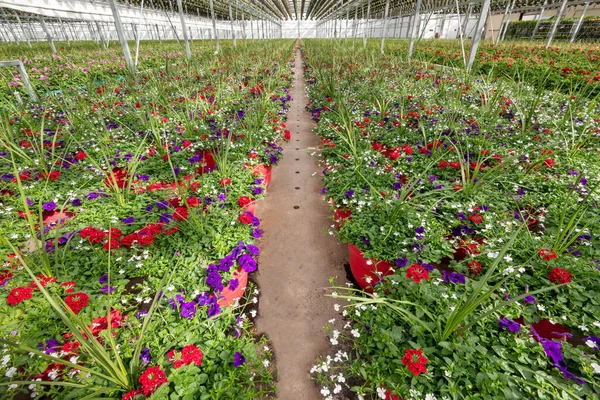 Coloridas Plantas Maceta Con Flores Primavera Invernadero Horizontal — Foto de Stock
