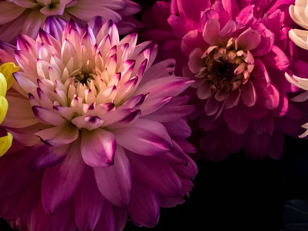 Verscheidenheid Van Multi Gekleurde Dahlia Bloemenkoppen Gegroepeerd Kleurrijke Bloemen — Stockfoto