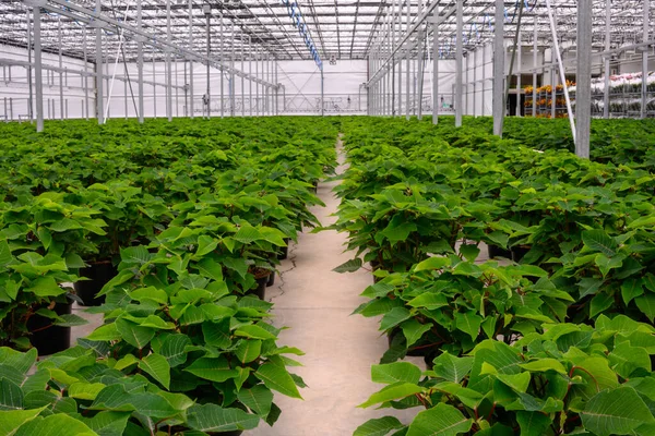 Plantas Poinsettia Maceta Que Crecen Invernadero Plantas Verdes Esperando Florecer — Foto de Stock