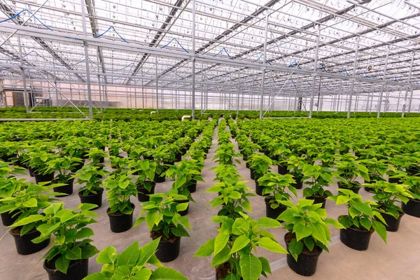 Potted Poinsettia Plants Growing Greenhouse Green Plants Waiting Bloom — Stock Photo, Image