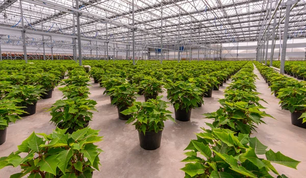 Plantas Poinsettia Maceta Que Crecen Invernadero Plantas Verdes Esperando Florecer — Foto de Stock