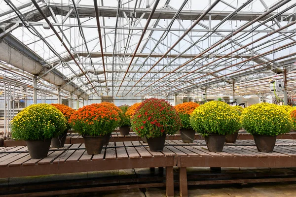 Dentro Invernadero Plantas Con Flores Colores Brillantes — Foto de Stock