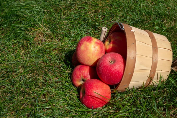 Eimer Mit Frisch Gepflückten Äpfeln Kippte Auf Gras — Stockfoto