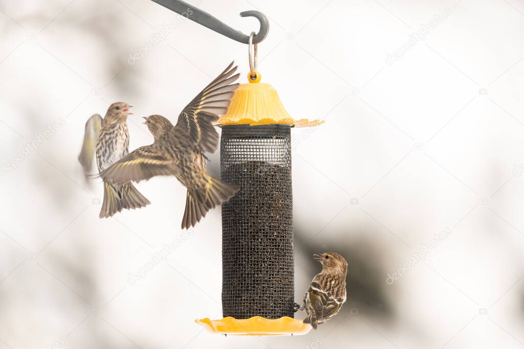 bird feeder and birds on blurred natural background