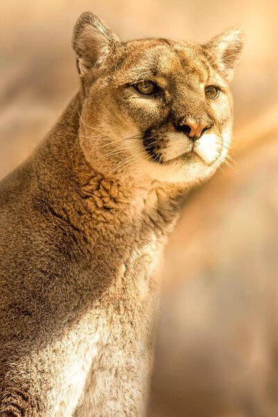vertical photo of one brown cougar