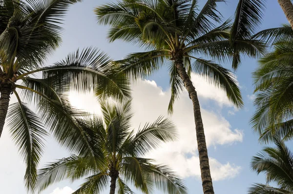 Vista Varias Palmeras Desde Abajo Hermosas Ramas Árboles Tropicales —  Fotos de Stock
