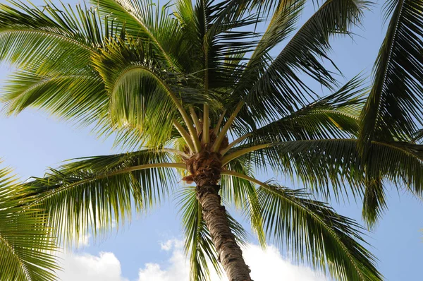 Низкий Angle Вид Голубой Фон Неба Palm Tree — стоковое фото
