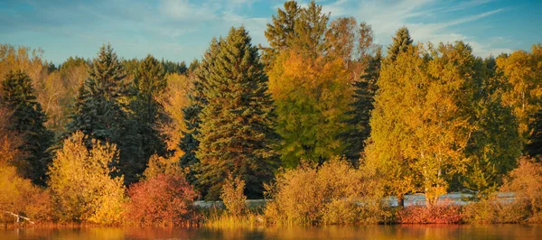 Autunno Alberi Colorati Nel Nord Del Minnesota — Foto Stock