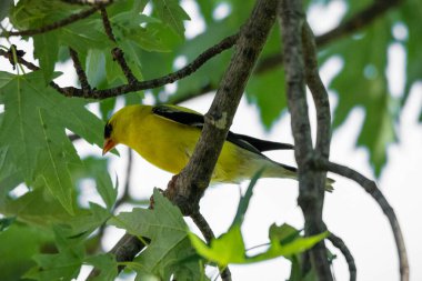 Sarı kuş ağaç dalında oturuyor 