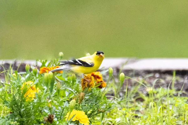 花の上に座っている小さな黄色い鳥 — ストック写真