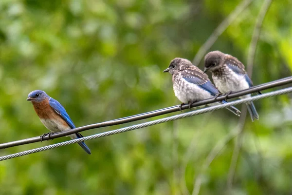 Kleine Vögel Sitzen Drähten — Stockfoto