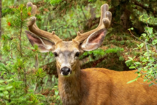 Male White Tail Deer Green Forest Horizontal Wildlife Landscape — Stock Photo, Image