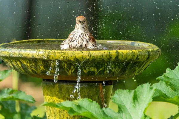 Brown Thrasher Śpiewający Ptaka Pluskającego Podwórku Pozioma Fotografia Zewnętrzna — Zdjęcie stockowe