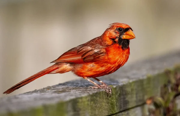 Rotschwanzrotkehlchen Hockt Auf Zaun — Stockfoto