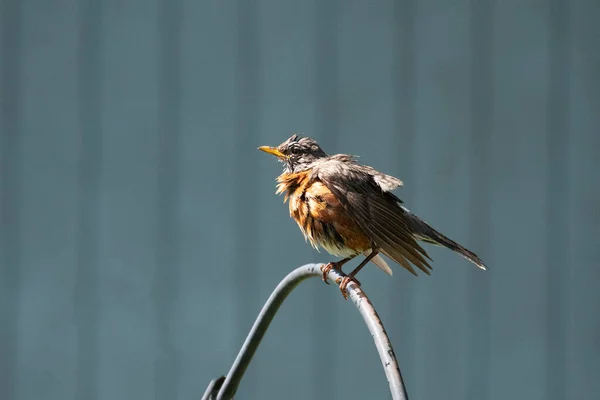 Een Vogel Die Draad Zit — Stockfoto