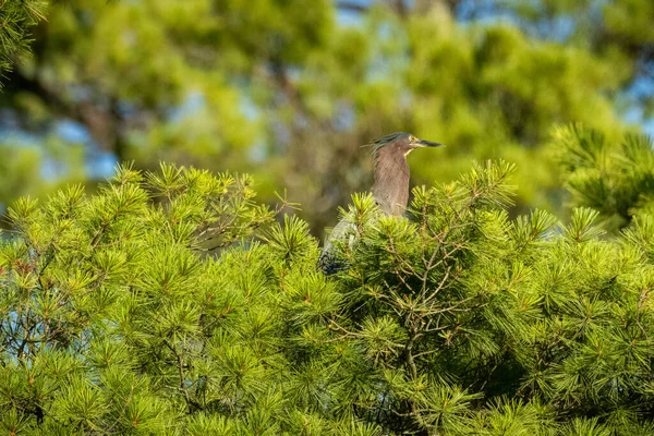 森の木の上に座っている鳥は — ストック写真