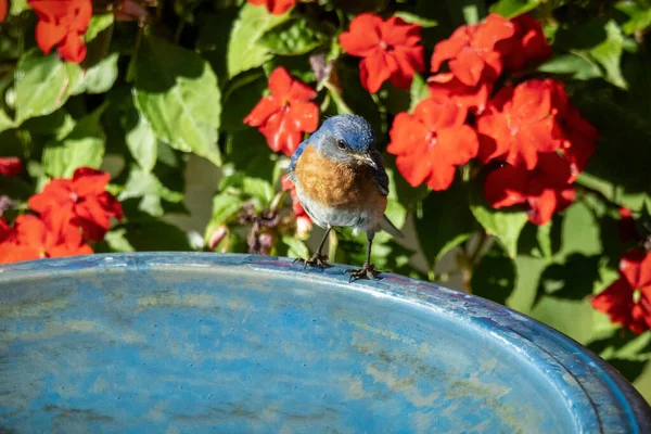 庭の噴水に座っている小鳥は — ストック写真