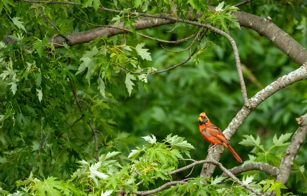 Pássaro Vermelho Sentado Galho Árvore Floresta — Fotografia de Stock