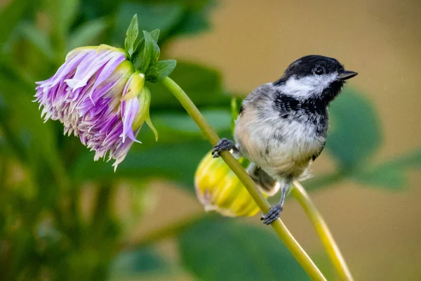 Chickadee Vogel Auf Sommerblume Horizontale Wildtiere Garten — Stockfoto