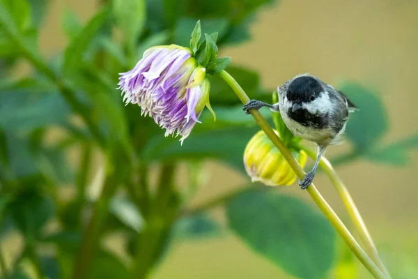 Chickadee Vogel Zomerbloem Horizontale Buitenfauna Tuin — Stockfoto