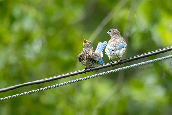 Kabloların Üzerinde Oturan Küçük Kuşlar — Stok fotoğraf