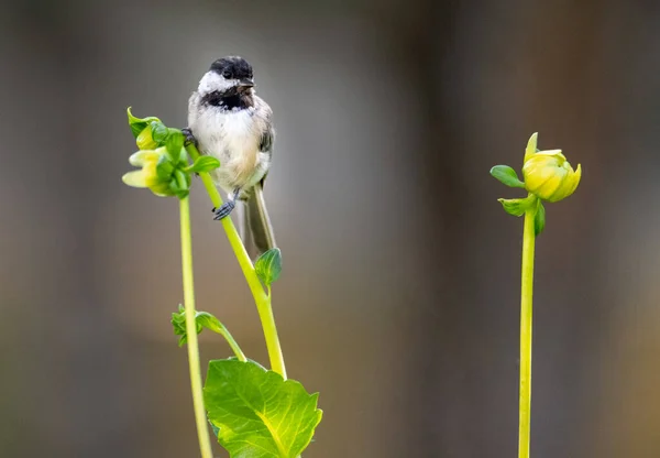 Yaz Çiçeğindeki Piliç Kuşu Bahçedeki Yatay Yaban Hayatı — Stok fotoğraf