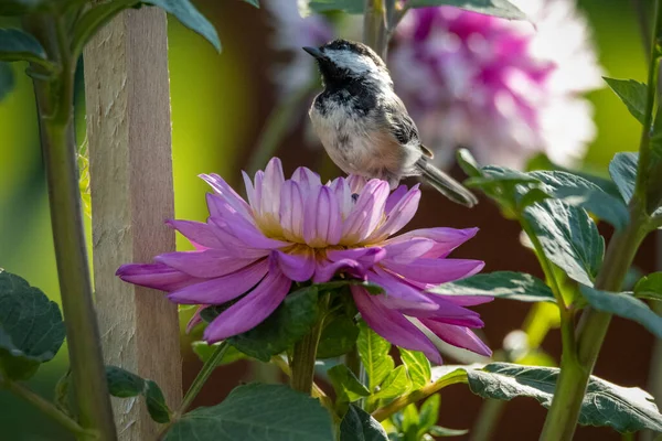 Chickadee Vogel Zomerbloem Horizontale Buitenfauna Tuin — Stockfoto