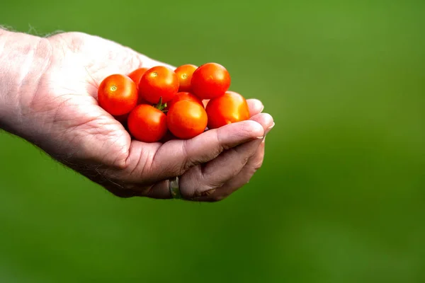 Närbild Kvinna Hand Hålla Körsbär Tomater Grön Bakgrund — Stockfoto