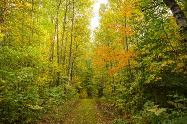 Sonbahar ormanlarında sonbahar yaprakları yol açar.