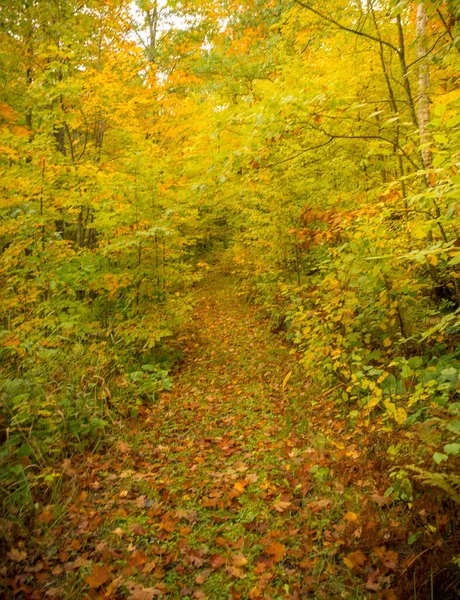 Queda Deixa Caminho Floresta Outono — Fotografia de Stock