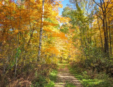Kırsal kırsal yol kışın sonbahar renkleri. Ağaçların arasından geçen toprak yol. Yatay manzara manzarası