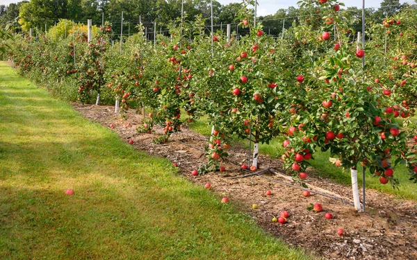 Schöne Grüne Bäume Mit Reifen Roten Äpfeln Obstgarten — Stockfoto