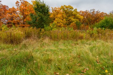 Ağaçlar ve otlarla dolu sonbahar manzarası