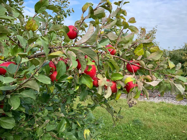 Pommes Mûres Rouges Prêtes Être Cueillies Verger Pommes — Photo