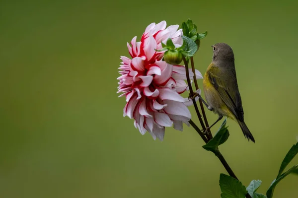 Vogel Sitzt Auf Dem Zweig Der Sommerblumen Horizontale Wildtiere Garten — Stockfoto