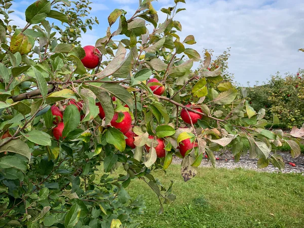 Rote Reife Äpfel Bereit Für Die Ernte Apfelgarten — Stockfoto