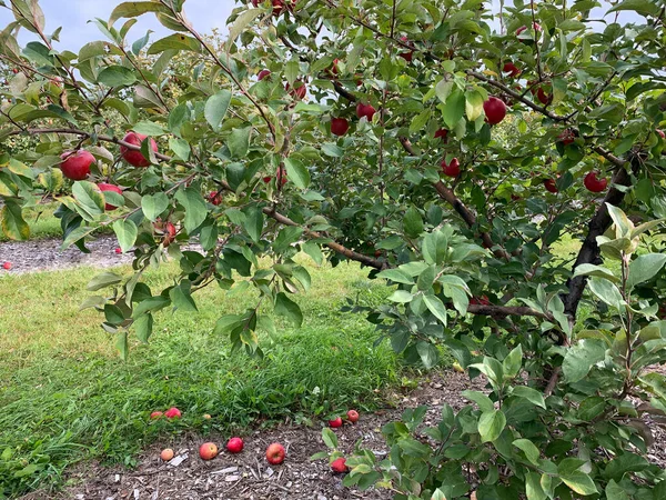 Vörös Érett Alma Készen Áll Apple Orchard Szedésére — Stock Fotó