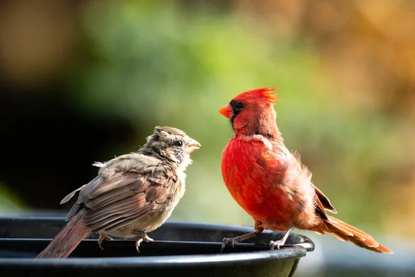 Bahçedeki Çeşmede Oturan Iki Küçük Kuş — Stok fotoğraf