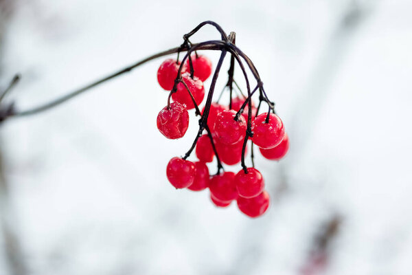 Red ash tree berries in a winter season and a nature beauty